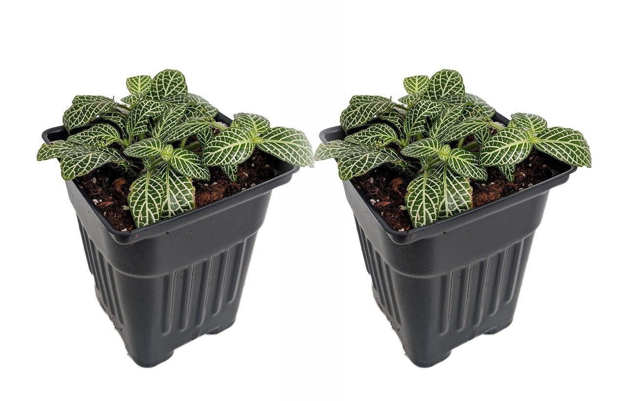 Silver Nerve Plant - Fittonia verschaffeltii - 3" Pots/2 Pack
